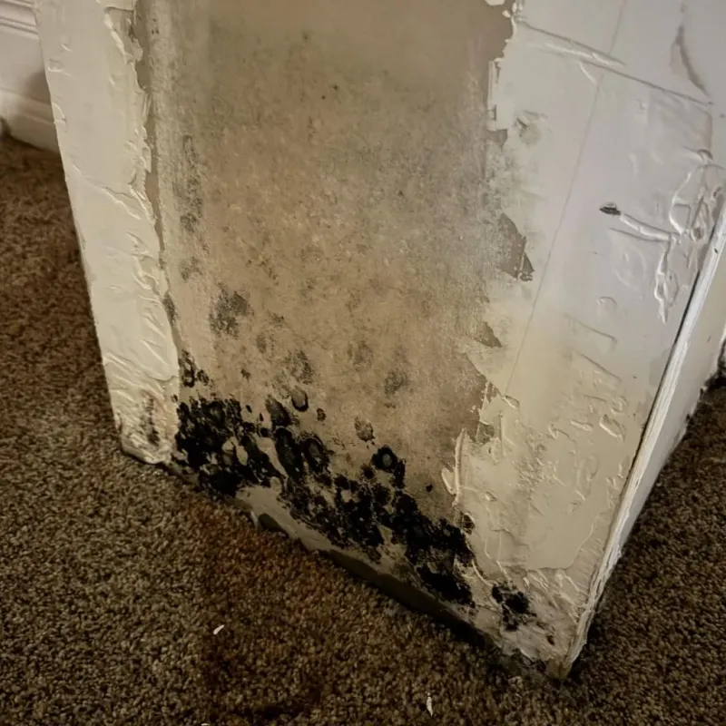 Professional Mold Removal in Spartanburg, SC